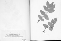 Triphragmium ulmariae image